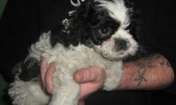 Molly black and white shipoo shots wormed etc. My Mom started her on paper trainging doing good. Cant get pictures to laod pleas eemail for pics mom is shitzu dad is poodle