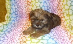 10 weeks old , mothers a yorkie and fathers a Shih Tzu , look at the pictures