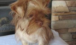 Cute little Shorkie Male looking for his forever home ,choco in color ..UTD on his shots ,DOB 11/25/12 ..he really wants to come home with you sit on your lap and be your forever friend ...
any questions call or text 570-396-3697