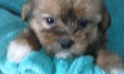 Puppies are ready to go! Adorable, fluffy and full of energy. Call 315-429-9619
Male and females.