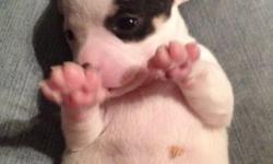 I have a cute little short haired, male Chihuahua born 1/18/14. He will be ready for his new home on 3/15/14. His parents are registered so he can also be if the new owner chooses to do so. Mom is 7 pounds, dad is 4 pounds and both are on site. I am