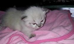 I have a lynx point male munchkin kitten for sale...wont be ready to leave til after july 27th in which at that time he will be 8 wks old. He will be vet checked, dewormed, and have first shots before leaving. Price is $400...a deposit of $100 is due