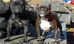 IM DOING A BREEDING WITH MY BOY WE ARE BOUT TO CREATE THE NEXT LEVEL OF SHORTYBULLS IF YOUR INTERESTED DONT BE AFRAID TO CONTACT ME THESE DOGS AREN'T CHEAP SO IF YOU KNOW WHAT YOUR GETTING GOTTA PAY TO PLAY CAN COME BBC X ABKC REGISTERED LOOK AT THE PICS