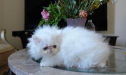 Show quality Blue Eyed White Persian male kittens born 4/5/2014. Grand Champion lines from both parents' side. He is very playful and he is strong and healthy with endless energy. He is vaccinated up to date and litter box trained. He will come with a CFA