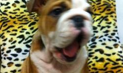 Hello i have a fantastic english bulldog pup for sale. He is healthy with no health problems at all
Registered and with shots. Vet checke
Potty trained
Eating natural food. Healthy.
Ready to be picked up Make yourself a new and special year with a new pup