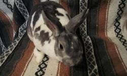 We are proudly offering our beautiful mini rex bunnies for sale. We have been showing and breeding mini rex for 3 years now and have some excellent rabbits to offer. Prices range from $35-$100