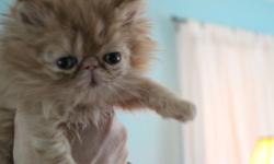 Ted E. Bear Persians has available an adorable red female Persian kitten. She is now eight weeks old and will be available as soon as she sees the vet. She was born February 10th, 2014.
This lovely little girl comes from the Steeplechase Cattery lines