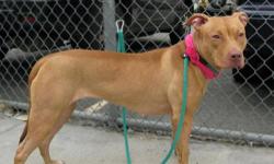 Jayda is located at Brooklyn Animal Care and Control. I am not affiliated with them. For more info about Jayda or to see her current status, copy/paste this link: