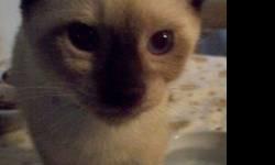 Siamese - Bo - Small - Baby - Male - Cat
Bo is an adorable sealpoint siamese-bombay mix male kitten with a very light coat, more cream than the usual tan. This pretty boy, together with his seven littermates, were born in a shed in the Bronx but turned