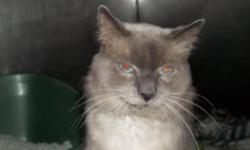 Siamese - Danny - Large - Senior - Female - Cat
FIV Positive. This fellow has a sensitive stomach, but is well controlled with certain food. He is a lover and a napper. He can only be with other FIV positive cats and strictly indoor only.