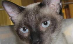 Siamese - Kit Kat - Medium - Adult - Female - Cat
I am a very friendly and affectionate young adult who came in as a stray. The shelter people think I am a purebred and I sure look like it. I like to be petted and am young enough to still be playful. I
