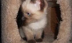 Gorgeous blue-eyed chocolate and seal point Siamese kittens. First vaccine, vet's certificate of good health, litter box trained. Playful, sweet-natured, loving little kittens. $650 males, $695 females. Available end of May, but must leave deposit soon as