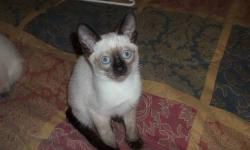 3 Adorable, mischievous purebred siamese kittens for sale. Have all shots and have been wormed. Vet checked.
1 blue point male, 1 blue point female and 1 seal point female.
Breeder notes: Siamese cats generally live a long time. They tend to bond to one