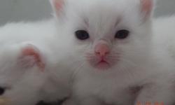 Flame point blue eyed siamese babies.vaccinated,wormed..come with kitten care kit..socialized with other animals and children.to good homes only