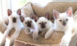 Beautiful, Intelligent, and very affectionate Siamese kittens for sale.
Kittens available for the Hollidays!
Kathy's Country Siamese Kittens are home raised. We are a Cageless Cattery, Siamese breeders registered with the Traditional Cat Association.