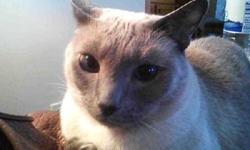 Siamese - Moon Unit - Medium - Adult - Female - Cat
CHARACTERISTICS:
Breed: Siamese
Size: Medium
Petfinder ID: 24267385
ADDITIONAL INFO:
Pet has been spayed/neutered
CONTACT:
Herkimer County Humane Society | Mohawk, NY | 315-866-3255
For additional