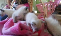 beautiful new litter,mom is a blue cream persian and dad is a flame point siamese.kittens will be vaccinated,wormed , tx with frontline plus,litter trained and socialized and come with a kitten care kit.deposit will hold. 1 flame point himi ,and 1 blue