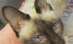 Siamese - Sophia - Small - Senior - Female - Cat
I am a very friendly petite senior girl who came to the shelter because my previous family could no longer afford to take care of me. I was very thin and went on medication for liver and am eating a special