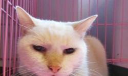 Siamese - Topaz - Medium - Adult - Female - Cat
10 year young female Seal Point Siamese -- great with dogs and cats!! See this kitty and others at http://www.animalkind.info
All our rescues are tested, altered by time of adoption, vaccinated, microchipped