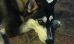 Siberian Husky(AKC) F 12 months old black/white exquisite markings and bright blue eyes. Traveled to Ohio and paid $900 to get her because of her looks. She is fixed, micro chipped, has all her shots, and gets flea, tick and heartworm every month. Great
