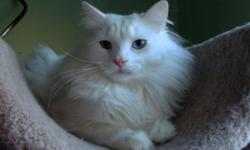 In this pre-holiday time, we would like to inform all cats lovers .
that we have a discount on the sale Siberian cats.
Siberian cats hypoallergenic, they become too attached to humans ,they are have dog personality.
We have different colors and different