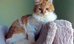 We have for sale a Red/white color female, spade.
TICA registered Siberian cat.
DOB 05-28-13- 18 month's old
Hand raised, never caged, and highly socialized with other cats, healthy, playful, and active,litter trained cat ,fixed and ready to go to new