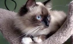 We have SIBERIAN color point cats. They are currently available in many patterns of Color point and in different prizes. Lynx point, Lynx Seal point, Seal point, Blue point, Lilac point, Flame point. All of them have blue eyes!!! The price ranges from $