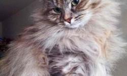 This beautiful cat with soft fur and calm character.
She is only a year and there is still plenty of time to be satisfied this female.
Please feel free to call me any time and I will be happy to answer all your questions 917-846-2902 , or visit the