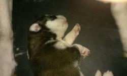 I have 6 beautiful Siberian Husky puppies
All black and white we are taking deposits
Call for more info