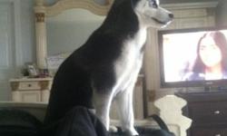 6 Month Siberian Husky, Boy
All Shots, neutered, house trained and potty trained
Pure bred, I do not have documents on hand but can receive them
AKC registered with birth certificate, GPS tracking chip in neck, 1 year health insurance paid, he still has a