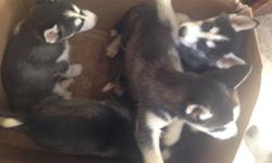 I have 3males and 1 female husky borned on January 7,2015
Purebreed
They all have blue eyes but one of the male has bi-eyed brown and blue!
8weeks
Asking $700
More Inf: (516)359-8426
