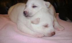 3 week old pure breed Siberian Husky puppies. female pure white and black & white with Blue eyes . They have doctors exam, first shots and dewormed, parents on site and registered AKC. Will be given with collar and leash.
If interested call or text 315