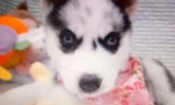 I have available 5 Siberian husky puppies. 2 females and 3 males. They will be 8 wks old on 5/30. They will not be going home before that date, but I will be showing them and taking deposits. Phone number 320-0991 or 855-6857
This ad was posted with the