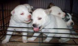 2 purebred Siberian Huskies for sale. They are NOT AKC. 1 White Male, & 1 White female. Currently 8 weeks old. Good and healthy. Have had 2 set of shots administered.
See more pics and info:
Website: http://nikkishuskies.weebly.com/
Facebook: