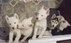 I am looking for a siberian husky puppy . Female with blue eyes .
This ad was posted with the eBay Classifieds mobile app.