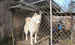 siberian husky dogs free to good home due to owner advanced illness.if u have room in your home and heart .please contact joyce 845-229-1994....