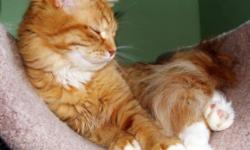 If you are looking to adopt a sweet. smart, funny, loyal companion, lap cat-then we present this baby" Red tiger"
It is your baby! He will meet you at the door every time you will be returning home, he will work with you in the computer, as he does now