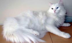 On the pictures pretty white cat with ODD EYEs, very handsome boy with very fluffy tail -LAP CAT !!!
He is from a championship blood line. The parents were imported directly from Russia and are TICA Champions. Gran parents are Grand champions of Europe.