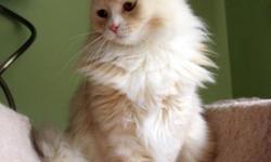 I want to introduce you a very nice, quiet, affectionate cat.
She looks like a peach, although the color is called" Red Silver "
She has long eyelashes that gently cover her Amber color
beautiful eyes .
She's only one year and 5months old , it's plenty of
