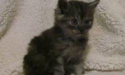 TICA registered - Beautiful and healthy Siberian kitten. I have one kitten left, an adorable and sweet black smoke female. She is adorable and hypoallergenic. She have been raised at home with lots of attention, kids, other cats and dogs. Kittens will