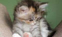 The kitten on the picture is 6 Weeks old, Silver Classic Torbie
She is from a championship blood line. The parents were imported directly from Russia and are TICA Champions. Their Gran parents are Grand champions of Europe.
Please feel free to visit our