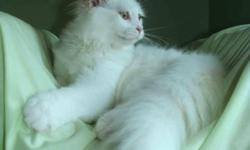 We have a white female with amber eye's color . Good personality and can be your best friend. She is 24 months old and she is still young.
Her beautiful amber eye's color very well perfect balance with her snow-white coat,she can brighten any home and her