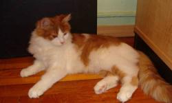 The kitten on the picture is 5 Months old-male, Red & white looks like a female !!!
He is from a championship blood line. The parents were imported directly from Russia and are TICA Champions. Their Gran parents are Grand champions of Europe.
Please feel