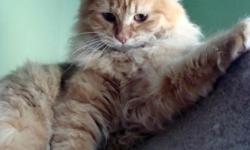We have pure red color Siberian kitten,7 month old with great personality,she was vaccinated , spayed, dewormed, and currently available to go home.
Please feel free to call any time and I will be happy to answer all your questions 917-846-2902 , or visit