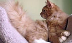 The red babe is ready to go home now, at a perfect timing for Valenti's Day. You will absolutely fall in love with the Red Siberian kitten ,he will bring a lot of warm feelings, especially LOVE to you and your family during this cold time of the year and