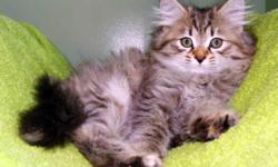On the picture's is 2 SIBERIAN fimales.Totally look like each other. Please feel free to call me any time and I will be happy to answer all your questions 917-846-2902 , or visit the following website and complete a contact form: www.nycattery.com
Read