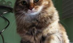 This gorgeous cat has a very soft fur in 3 layer's and very smart head. 16 month old. Very playful, friendly and lovely kitten. Looking for a loving home. She got her vaccines, was spayed, dewormed, and ready for her forever home.
This Female is from a