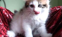 We are home based cattery , operated from Brooklyn, NY. We have a new born, Siberian kittens variety of colors.
Lovely ,playful , litter trained, TICA registered.
When they will be 8 weeks old, we will check them by the vet, to have first shots dewormed