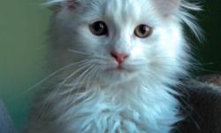 We have 2 SIBERIAN kittens from same litter. They are 12 weeks old and ready to go home. White color kitten -male,1 silver tabby is female.
Please feel free to call me any time and I will be happy to answer all your questions 917-846-2902, or visit the