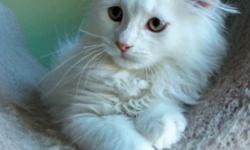 We have 2 SIBERIAN kittens from same litter. They are 12 weeks old and ready to go home. White color kitten -male,1 silver tabby is female.
Please feel free to call me any time and I will be happy to answer all your questions 917-846-2902, or visit the
